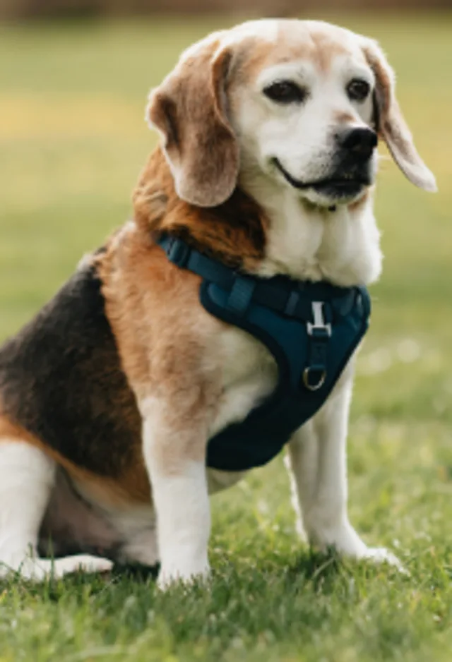 Black, tan, and white Beagle sitting in grass with a harness on 